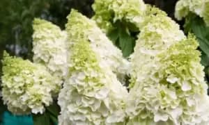 Hydrangea Magical Moonlight, Two, Green