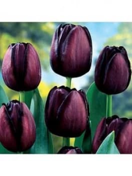 Tulip Queen Of Night X 30 Bulbs