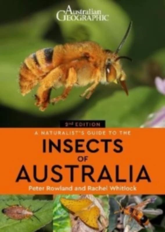 A Naturalist's Guide to the Insects of Australia Paperback / softback