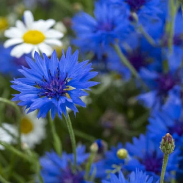 Thompson & Morgan Cornflower Centaurea Cyanus Blue Boy 1 Seed Packet