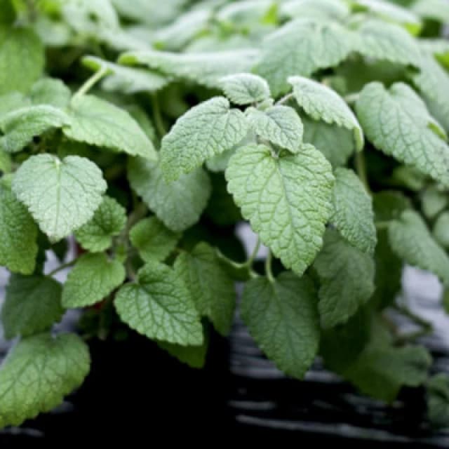 Herb Lemon Balm 1 Seed Packet (500 Seeds) - Thompson & Morgan