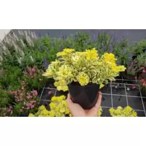 Thompson & Morgan Thompson and Morgan Sedum Atlantis 9cm Pot x 3