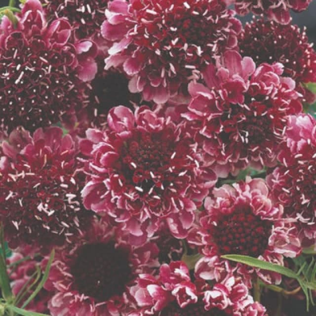 Thompson & Morgan Scabiosa Beaujolais Bonnets Seeds - Hardy Perennial Pincushion Burgundy/raspberry Pink Nectar-Rich Borders/cut Flowers 40 Seeds