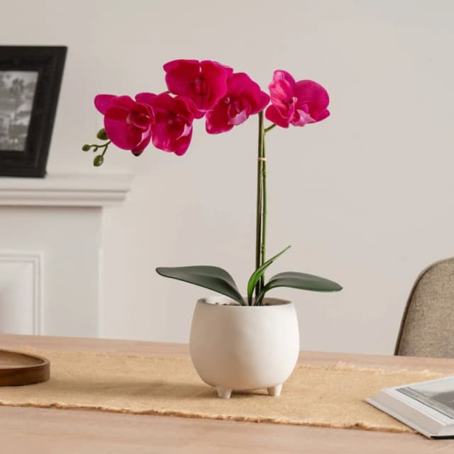 Scottish Everlastings Ltd 40cm Pink Orchid in Cement pot Pink Unisex