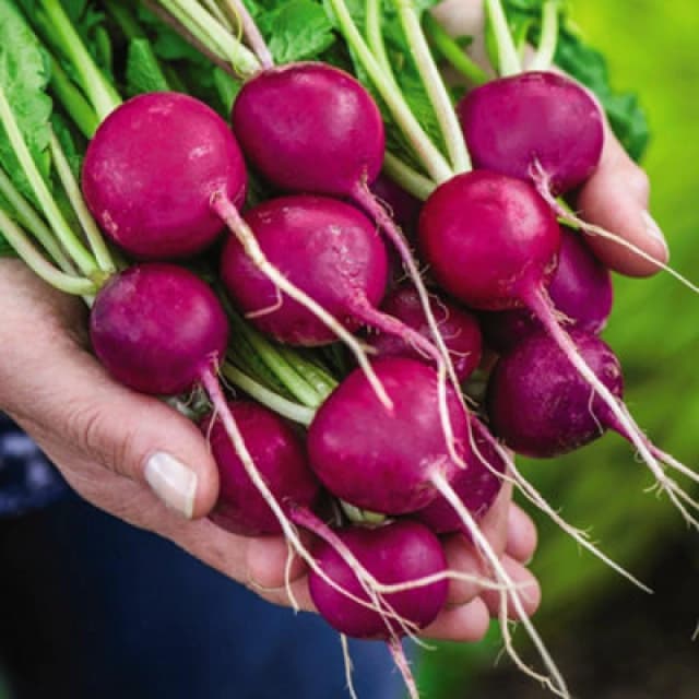 Thompson & Morgan Radish Royal Purple 1 Seed Packet