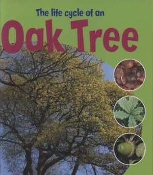 The Life Cycle of an Oak Tree by Ruth Thomson Hardback