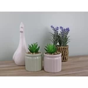 Set of Two Succulents In Ceramic Pots