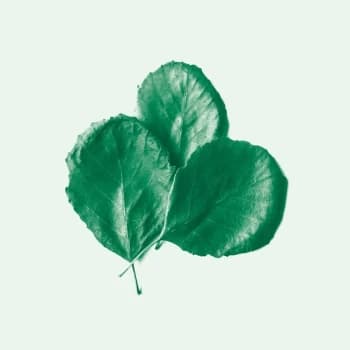 Alder Ego - II Vinyl