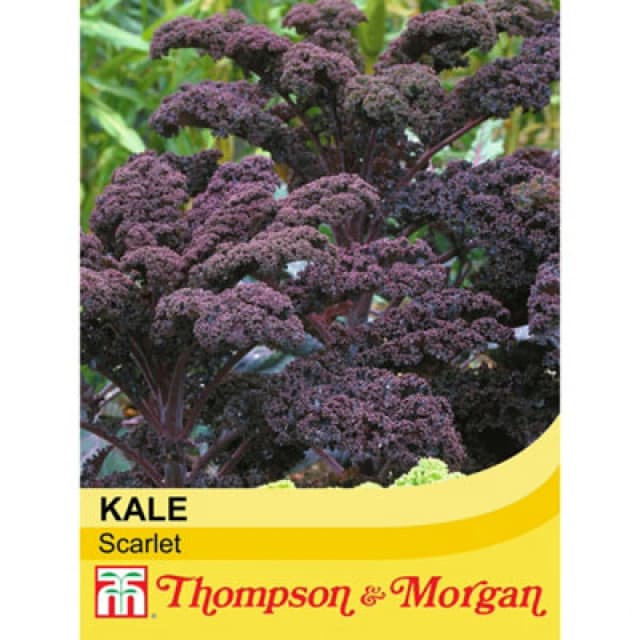 Thompson & Morgan Kale Scarlet 1 Seed Packet (200 Seeds)