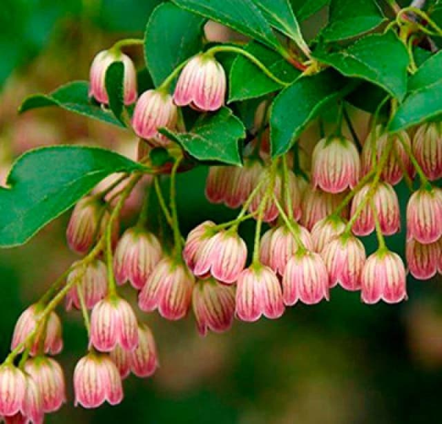 Direct Plants Enkianthus Campanulatus Red Bells Garden Large Shrub Supplied In A 3 Litre Pot