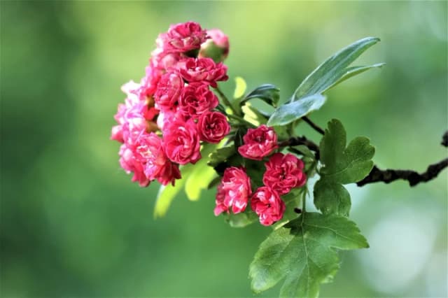 Direct Plants Crataegus Paul's Scarlet Tree 5-6ft Supplied in a 7.5 Litre Pot in Green Green Unisex