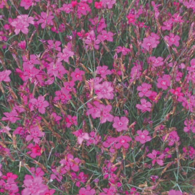Thompson & Morgan Dianthus Pink Gem Seeds - Hardy Perennial Free-Flowering Pink Blooms For Borders & Containers