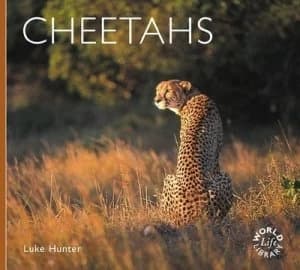 Cheetahs by Luke Hunter Paperback