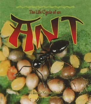 Life Cycle of an Ant by Hadley Dyer Paperback