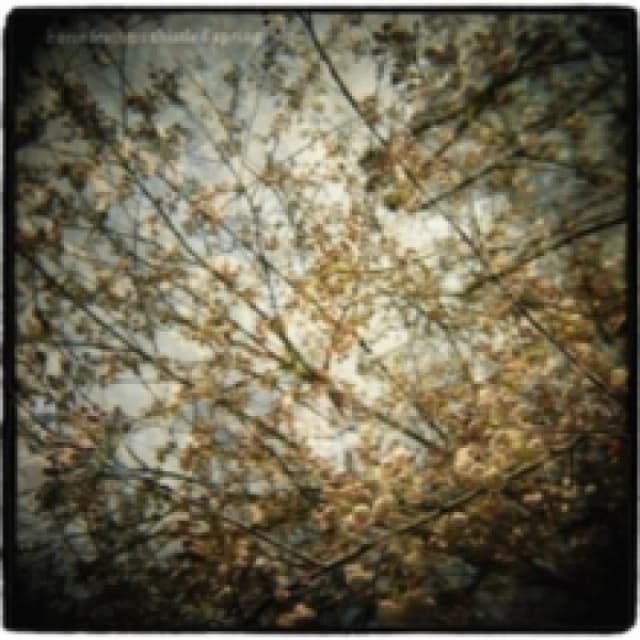 Thistled Spring CD / Album