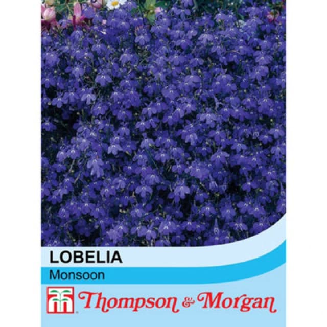 Thompson & Morgan Lobelia Monsoon 1 Seed Packet (650 Seeds)