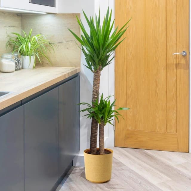 YouGarden Double Stem Yucca & Cover Pot Multi unisex 17cm pot
