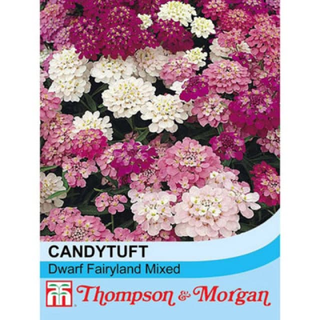 Thompson & Morgan Candytuft Dwarf Fairy 1 Seed Packet (500 Seeds)