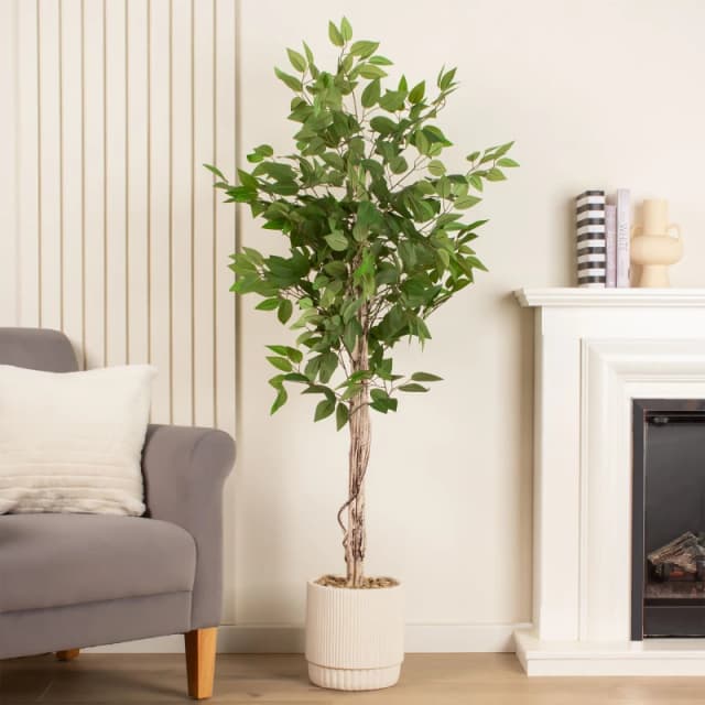 Scottish Everlastings Ltd 160cm Ficus Tree in cement pot in Green Green Unisex