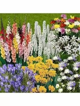 300 Summer Flowering Bulbs In 7 Varieties
