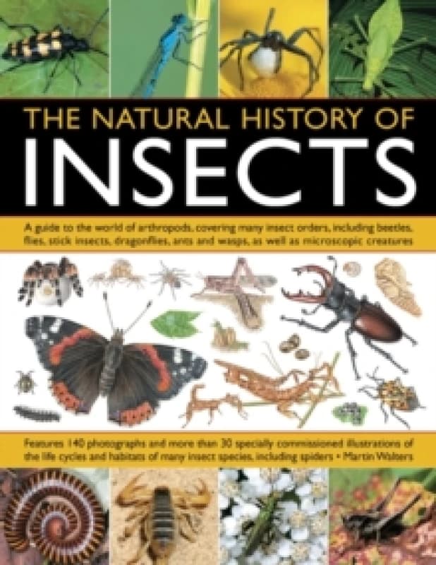 Natural History of Insects Paperback / softback