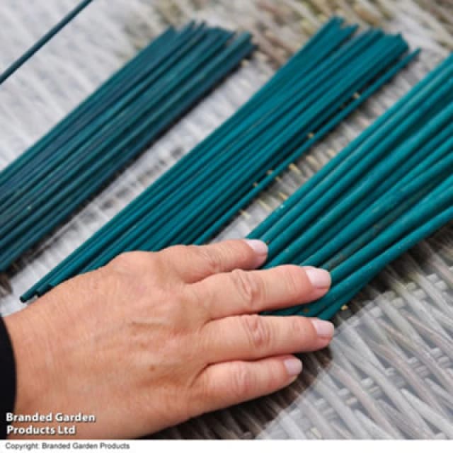 Thompson & Morgan Hard Good Plant Cane 8" 20Cm 1 Bundle Of 10 Canes X 1