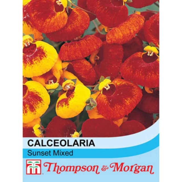 Thompson & Morgan Calceolaria Sunset Mixed 1 Seed Packet (35 Seeds)