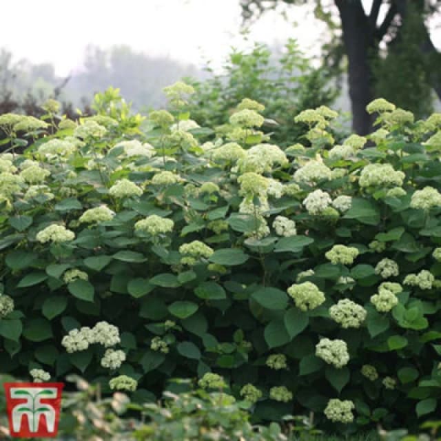 THOMPSON & MORGAN Thompson&morgan - Hydrangea Lime Rickey 3 Litre Potted Plant x 1 KA3174
