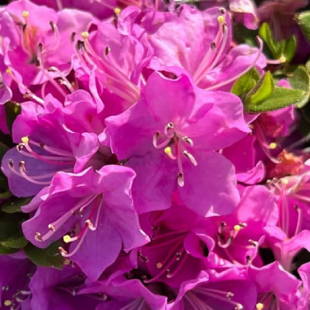 Thompson & Morgan Azalea Japonica Pink 17Cm Potted Plant X 1