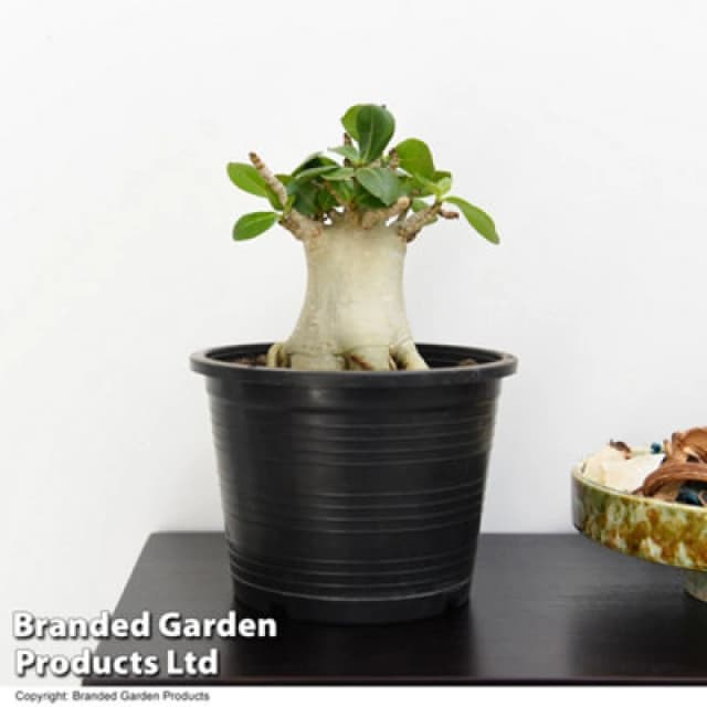 Thompson & Morgan Houseplant Adenium Nb Ansu Baobab 12Cm Potted Plant X 1