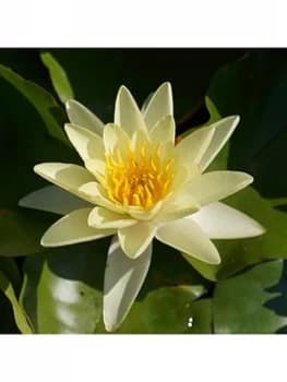 Water Lily Planting Kit Yellow