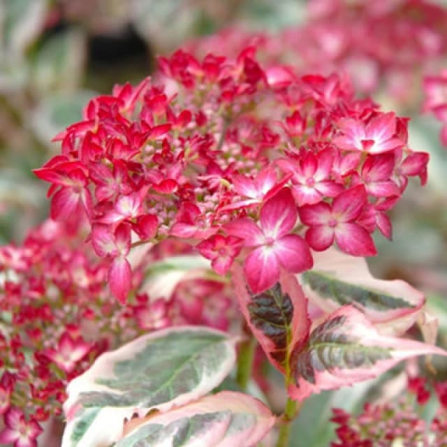 Thompson & Morgan Hydrangea Serrata Euphoria Pink 15Cm Potted Plant X 1