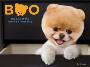 Boo by J. H Lee Book