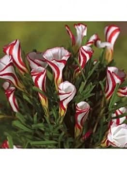 Oxalis Versicolour Bulbs - Pack Of 10