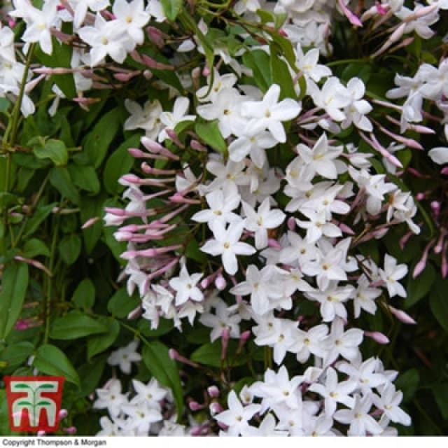 Thompson & Morgan Jasminum (Jasmine) Polyanthum Starry Summer Night 3 Litre Pot X 1