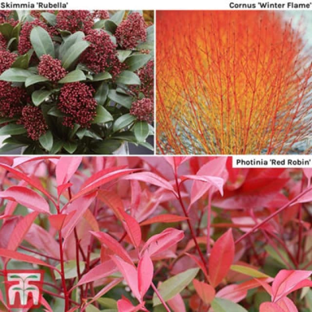 Thompson & Morgan Shrub Winter Interest Collection 9Cm Potted Plant X 3