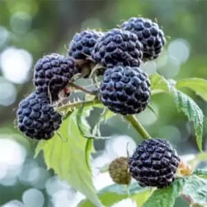 YouGarden Raspberry 'Black Jewel' 2L pot - Brown