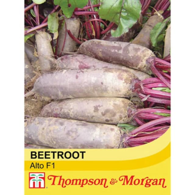 Thompson & Morgan Beetroot Alto F1 Hybrid 1 Seed Packet (250 Seeds)