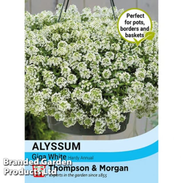 Thompson & Morgan Alyssum Giga White 1 Seed Packet