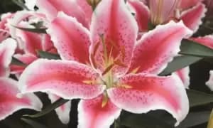 Lily Giant Flowered Collection: Five of Three Varieties/15 Bulbs