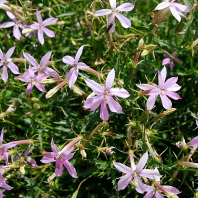 Thompson & Morgan Laurentia Grande Pink Seeds - Pale Pink Star Flowers For Beds Borders & Containers - Long Summer Bloom (Packet Of 50)