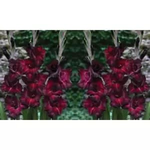 Thompson & Morgan Thompson and Morgan Gladioli 'Glamour' Collection - 30 bulbs