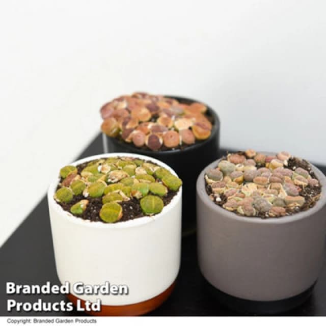 Thompson & Morgan Houseplant Lithops Species Mix 8.5Cm X 1
