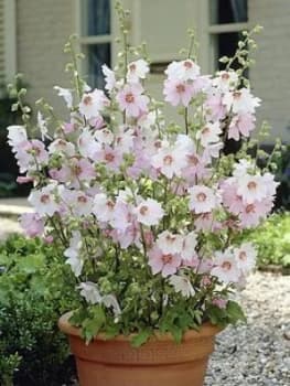 Patio Lavatera Mallow Barnsley Baby 3X9 Cm