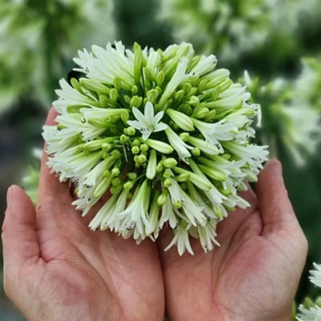 Thompson & Morgan Agapanthus Emerald Ice 9Cm Potted Plant X 2