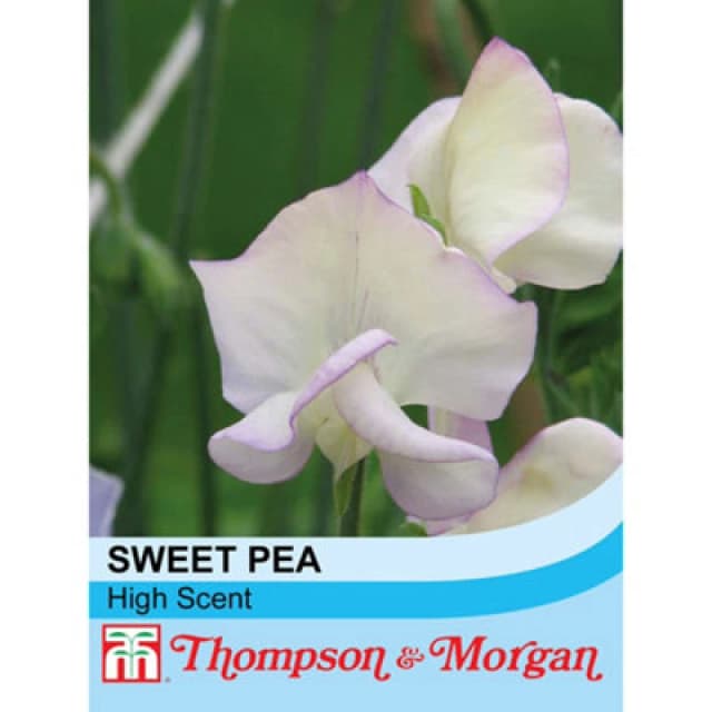 Thompson & Morgan Sweet Pea Hi-Scent 1 Seed Packet