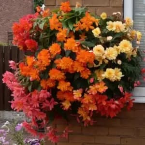 Yougarden Begonia Illumination Plants 20 Pack