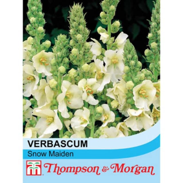 Thompson & Morgan Verbascum X Hybrida Snow Maiden 1 Seed Packet (100 Seeds)
