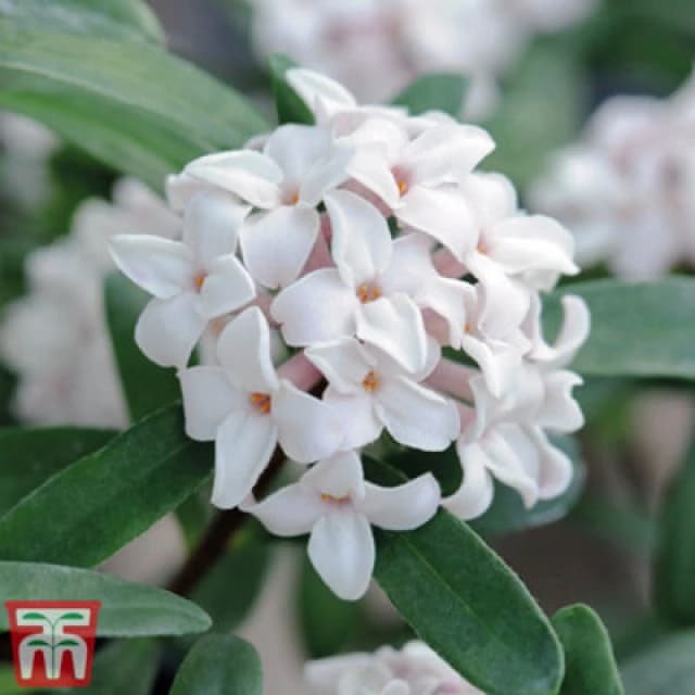 Thompson & Morgan Daphne X Transatlantica Eternal Fragrance 9Cm Pot X 1