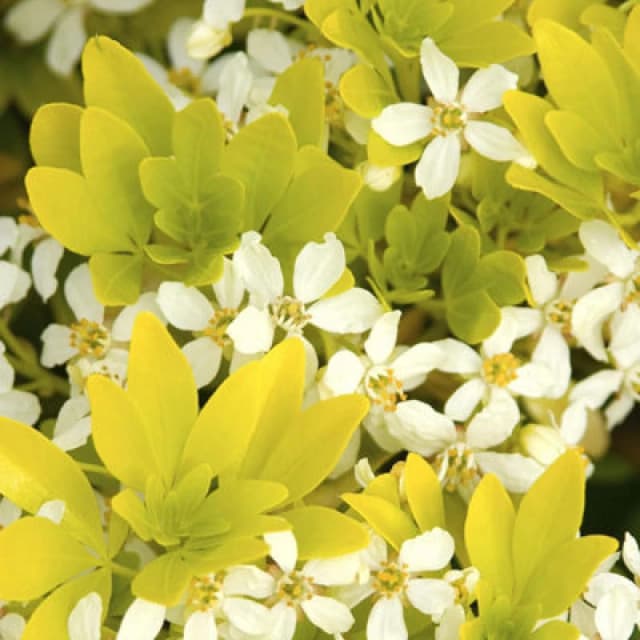 Thompson & Morgan Choisya Sundance 3 Litre Potted Plant X 1